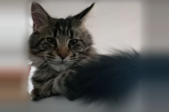 Пропала кошка, Садовая улица, 1, Рязань — чёрный мрамор, синим ошейником и адресником - photo