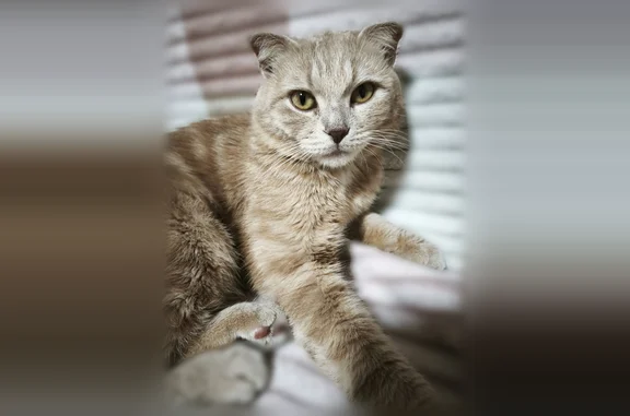 Пропала кошка, 6-й переулок, 1, Таганрог — кот Персик, 2 года, светло-кремовый, вислоухий - photo