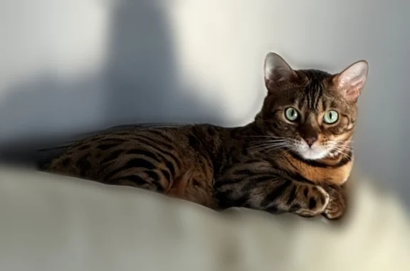Пропала кошка, Совхозная улица, 38А, Энгельс — отзывается на имя Северус - photo