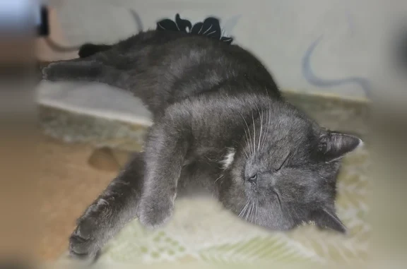 Пропала кошка, Боровая улица, 128, Южноуральск — серый кот, шрам на правом боку - photo