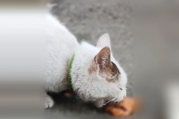 Найдена кошка, Ярославль, фото: Найдена кошка, Мукомольный переулок, 6, Ярославль — молодой котик, очень ласковый