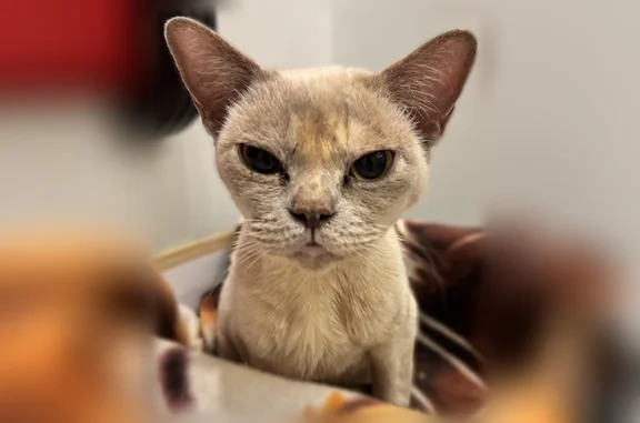 Найдена кошка, Санкт-Петербург, фото: Найдена кошка, Ушковская улица, 8, Санкт-Петербург — ласковая, идёт в руки