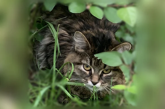 Найдена кошка, Троицк, фото: Найдена кошка, Моравская улица, 4/1, Троицк — молодая домашняя кошечка