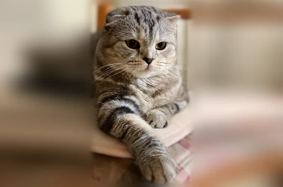 Пропала кошка, Авангардный переулок, 11, Тюмень — шотландская вислоухая, пугливая - photo