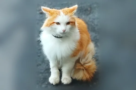 Найдена кошка, Новочебоксарск, фото: Найдена кошка, Южная улица, 8А, Новочебоксарск — бело-рыжий окрас, с чёрным ошейником