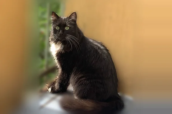 Пропала кошка, Почтовая улица, 1, Балашиха — зелёноглазая, чёрная, отзывается на кличку Кекс - photo