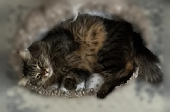 Кошки потеряшки, Марьино, фото: Потеряшка кошка, улица Братьев Гримм, 34, Марьино