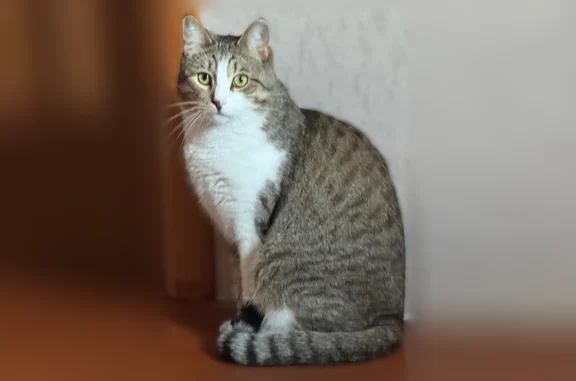 Кошки потеряшки, Архангельск, фото: Потеряшка кошка, улица Свободы, 28, Архангельск — двуцветный нос, белое пятно на морде