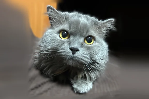 Пропала кошка, улица Суворова, 105/1, Магнитогорск - не любит людей - photo