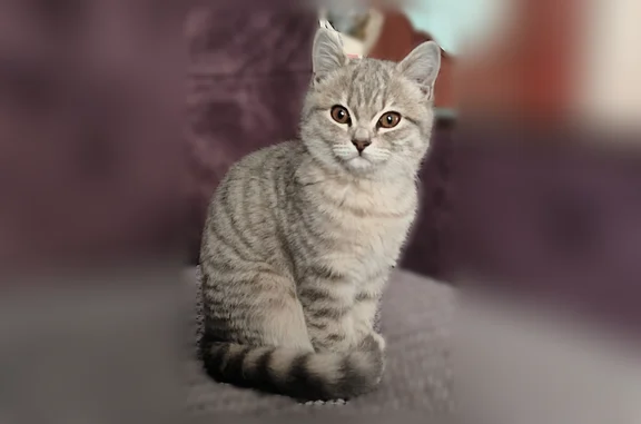 Кошки потеряшки, Чита, фото: Потеряшка кошка, Чита — откликается на кличку Лея
