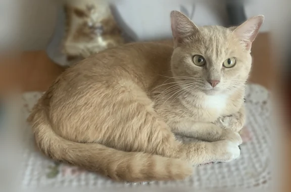 Пропала кошка, Советская улица, 84, Майма — светлая грудка, розовые лапки - photo