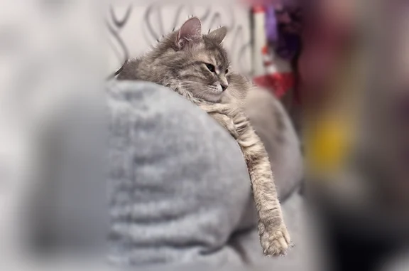 Пропала кошка, Первомайская улица, 14/13, Алексин — домашняя, никогда не выходила на улицу - photo
