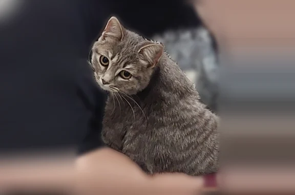 Найдена кошка, Рязань, фото: Найдена кошка, улица Островского, 31 к1, Рязань — очень ласковая, людей не боится
