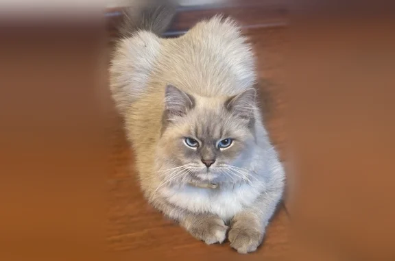 Пропала кошка, Четвёртая улица, 12, Балашиха — белая, с тёмной мордочкой - photo