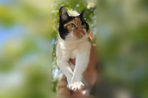 Пропала кошка, 3-я Огородная улица, 21, Иркутск — трёхцветная, бобтейл - photo