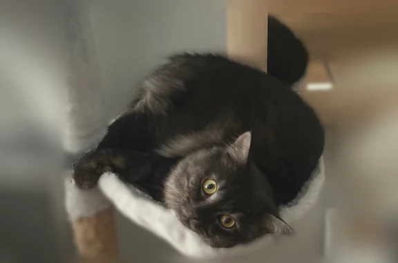 Потерянные животные Нижний Новгород, фото: Пропала кошка, улица Романтиков, 8, Нижний Новгород — домашняя, крупная и пушистая