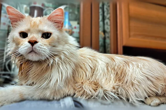 Пропала кошка, улица Дзержинского, 8, Иглино — мейн-кун, бежевый окрас - photo