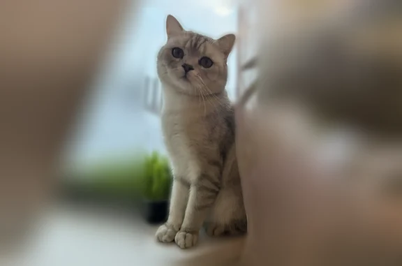 Пропала кошка, Чумышский проезд, 13, Барнаул — шотландский котик, серый окрас - photo
