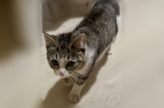 Найдена кошка, Воронеж, фото: Найдена кошка, улица 20-летия Октября, 38, Воронеж — до года, тянется к людям, знает лоток