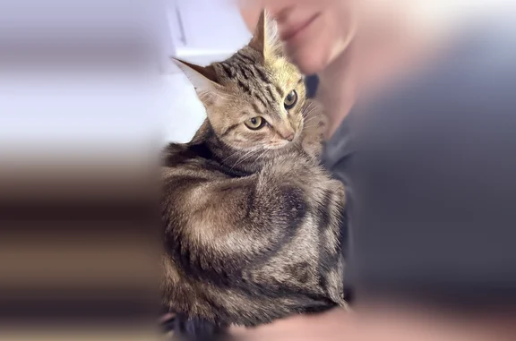Объявления о пропавших и найденных животных, Туринск, фото: Пропала кошка, улица Горького, 54, Туринск — домашняя, 1 год, пугливая