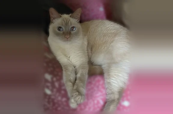 Пропала кошка, Советская улица, 8, Екатеринбург — бело-рыжеватая, средняя, голубые глаза - photo