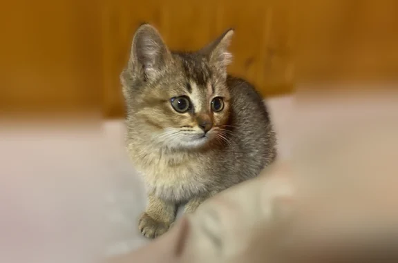 Найдена кошка, Новинки, фото: Найдена кошка, Радужная улица, 2, Новинки — котёнок, абиссинская, мальчик