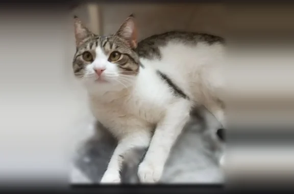 Пропала кошка, Красная улица, 2, Подольск — молодой пугливый и ласковый котик - photo