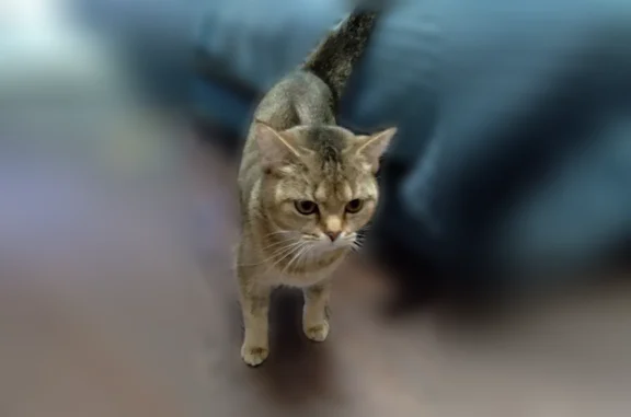 Кошки потеряшки, Балашиха, фото: Потеряшка кошка, Живописная улица, 8, Балашиха — камышовая кошка