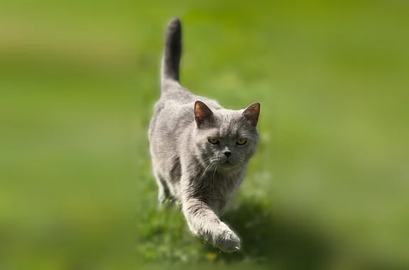 Пропала кошка, Василёво, Московская область — серый кот, 9 лет, откликается на кличку Стич - photo