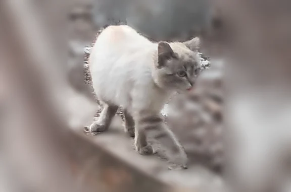 Найдена кошка, Томск, фото: Найдена кошка, Красноармейская улица, 143А, Томск — за остановкой «Южная площадь», очень пугливая