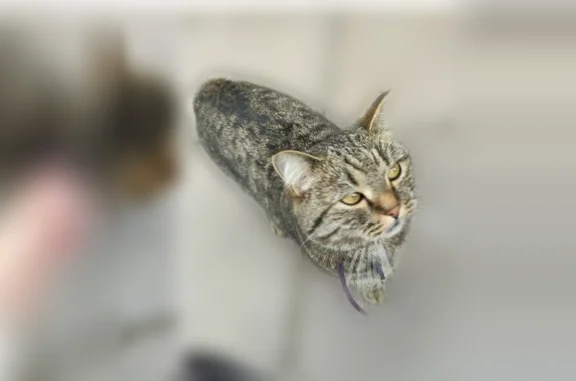 Пропала кошка, улица Калинина, Глазов — зовут Кузя, синий ошейник - photo