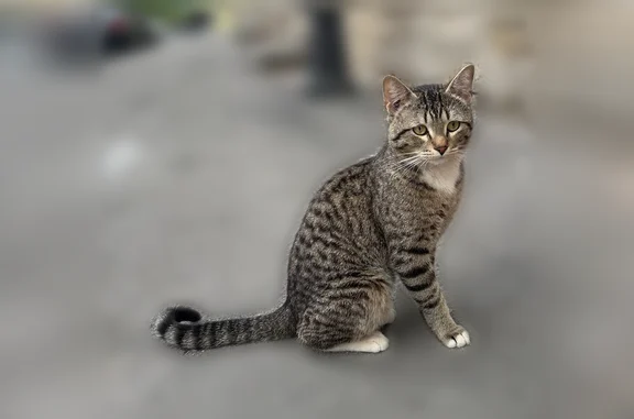 Найдена кошка, Сытнинская улица, Санкт-Петербург — молодой котик до 1 года, очень доверчивый - photo