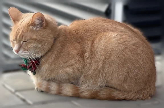 Найдена кошка, Чебоксары, фото: Найдена кошка, улица Филиппа Лукина, 7, Чебоксары — рыжая, с ошейником из ткани