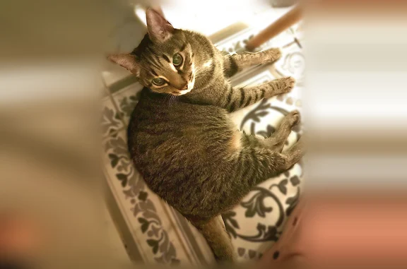 Пропала кошка, улица Пищерова, 2, Снежинск — черепаховый окрас, хромает на левую заднюю лапку - photo