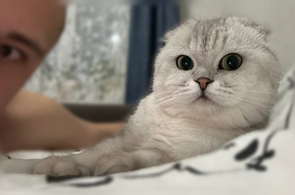 Пропала кошка, Квартальный проезд, 2, Ижевск — бело-серая, зелёные глаза - photo