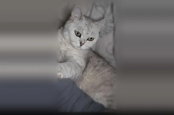 Пропала кошка, улица Пузакова, 26, Тула — по спине тёмная полоса - photo