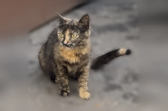 Найдена кошка, Москва, фото: Найдена кошка, Мичуринский проспект, 22 к1, Москва — котёнок, очень боится людей