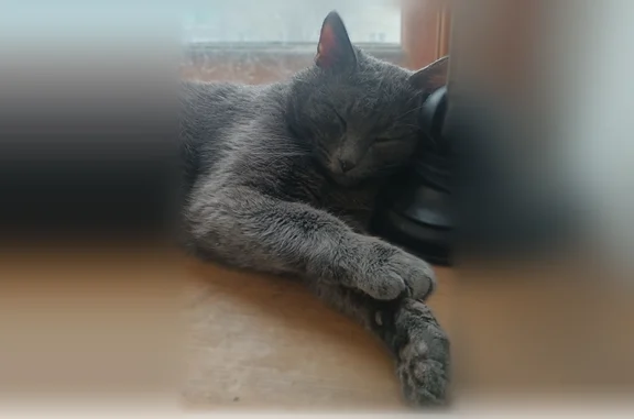 Пропала кошка, улица Чкалова, 14, Пенза — серый кот, возможна рана у основания хвоста - photo