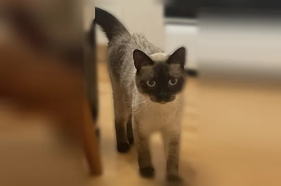 Найдена кошка, Калининград - photo