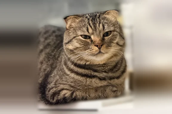 Пропала кошка, Садовый проезд, 19, Самара — серо-чёрная полосатая, большая, ушки как у вислоухой - photo