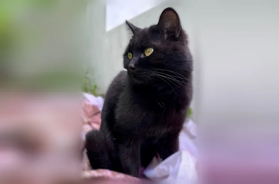 Найдена кошка, Чита, фото: Найдена кошка, Чита, Забайкальский край — очень контактная и спокойная