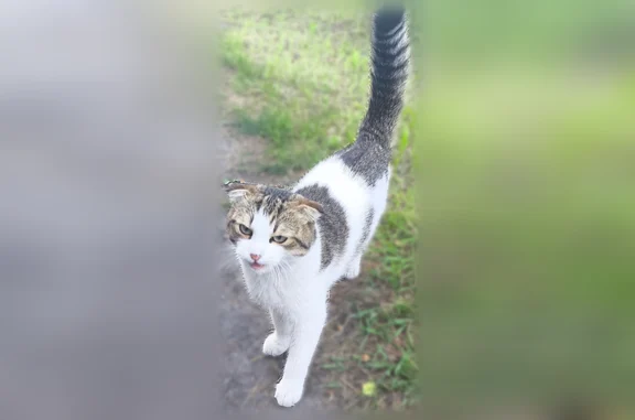 Найденные животные Омск, фото: Найдена кошка, 36-я Северная улица, 102, Омск — молодой, людей не боится