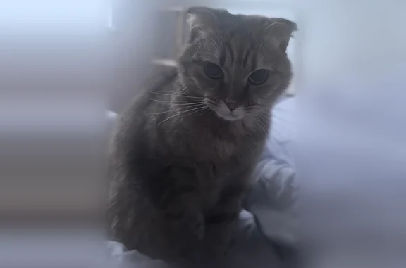 Пропала кошка, улица Адмирала Горшкова, 7, Балашиха — коричневатый окрас, тёмная буква М на мордочке - photo