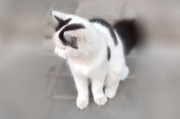 Найдена кошка, Казань, фото: Найдена кошка, улица Академика Парина, 22, Казань — бело-черная, с пушистым хвостом