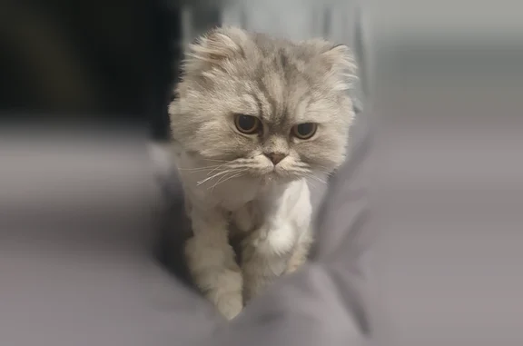 Найдена кошка, Балаково, фото: Найдена кошка, улица Ленина, 125, Балаково — пострижен как лев, серый, веслоухий