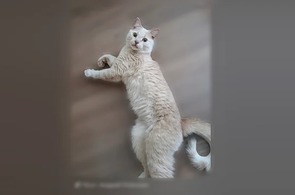 Объявления о пропавших и найденных животных, Киров, фото: Найдена кошка, улица Дзержинского, Киров - 1 год, кастрирована, с лотком