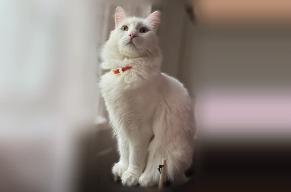 Пропала кошка, 46Н-11376, Кривцово — котик глухой - photo