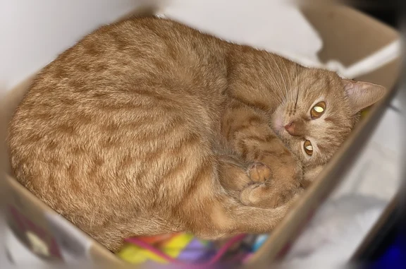 Пропала кошка, улица Латышских Стрелков, 14, Орёл — рыжего цвета - photo