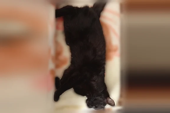 Пропала кошка, улица Ленинского Комсомола, 3, Сосновоборск — чёрная, кастрированный - photo