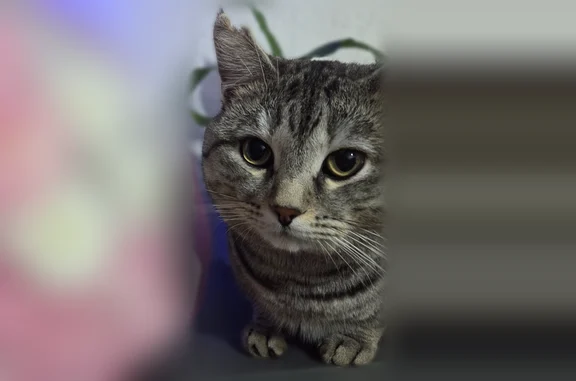 Пропала кошка, Кооперативный переулок, 6, Черемхово — большой кот, подрано правое ухо, серый полосатый окрас - photo